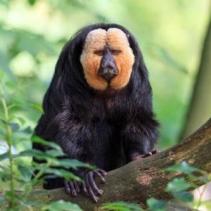 Meet your Posher, Samuel